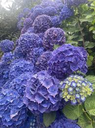 Attēlu rezultāti vaicājumam “Hydrangea”