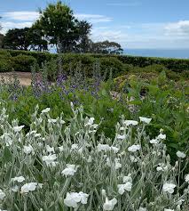 Image result for Lychnis coronaria alba