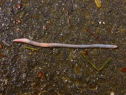 Attēlu rezultāti vaicājumam “Lumbricus terrestris”