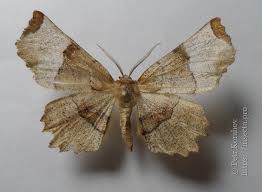 Attēlu rezultāti vaicājumam “Selenia dentaria imago”