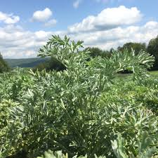 Image result for Artemisia absinthium
