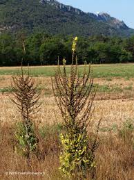 Image result for Verbascum phlomoides