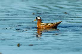 Attēlu rezultāti vaicājumam “Phalaropus fulicarius”