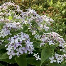 Attēlu rezultāti vaicājumam “Lunaria rediviva fruit”