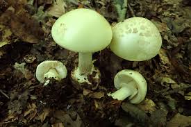 Attēlu rezultāti vaicājumam “Didymium minus macro”