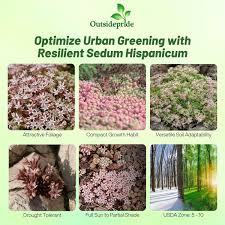 Attēlu rezultāti vaicājumam “Sedum hispanicum fruit”