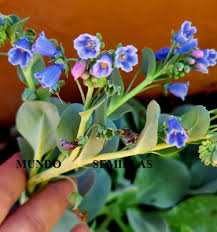 Attēlu rezultāti vaicājumam “Anthyllis maritima leaf”