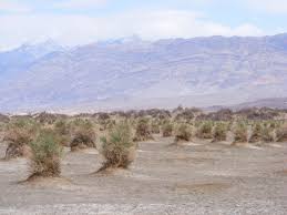 Image result for Dearne Valley Devils