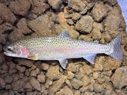 Image result for Oncorhynchus mykiss