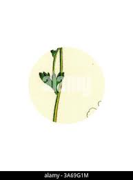 Attēlu rezultāti vaicājumam “Saxifraga granulata leaf”