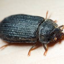 Attēlu rezultāti vaicājumam “Grynocharis oblonga”