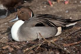 Attēlu rezultāti vaicājumam “Anas acuta”