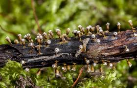 Attēlu rezultāti vaicājumam “Craterium leucocephalum macro”