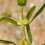 Attēlu rezultāti vaicājumam “Callitriche hermaphroditica leaf”