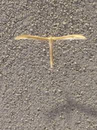 Attēlu rezultāti vaicājumam “Pterophoridae”