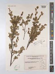 Attēlu rezultāti vaicājumam “Betula humilis”