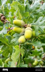 Attēlu rezultāti vaicājumam “Quercus robur fruit”