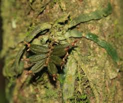 Attēlu rezultāti vaicājumam “Homomallium incurvatum sporophyte”