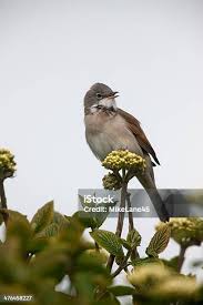 Attēlu rezultāti vaicājumam “Sylvia communis”