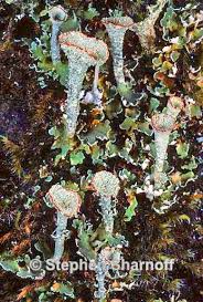 Attēlu rezultāti vaicājumam “Cladonia norvegica”