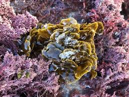 Attēlu rezultāti vaicājumam “Collaria sp.”