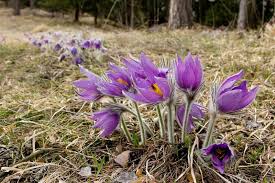 Image result for Pulsatilla