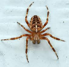 Attēlu rezultāti vaicājumam “Araneus diadematus”