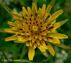Attēlu rezultāti vaicājumam “Tragopogon heterospermus bud”