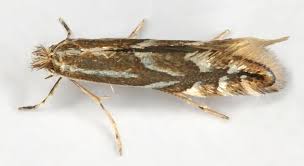 Attēlu rezultāti vaicājumam “Phyllonorycter nicellii”