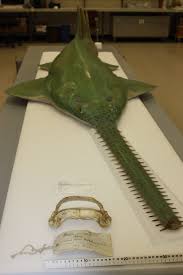 Image result for Pristis pectinata