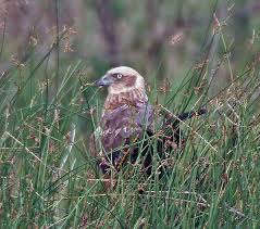 Image result for Wee County Harriers