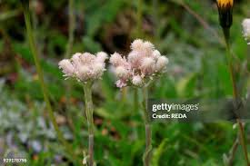 Attēlu rezultāti vaicājumam “Antennaria dioica male flower”