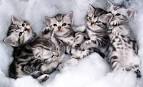 american shorthair cats, american shorthairs, www.silvershorthairs ...