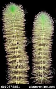 Attēlu rezultāti vaicājumam “Batrachospermum moniliforme”