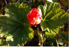 Attēlu rezultāti vaicājumam “Rubus chamaemorus leaf”