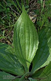 Attēlu rezultāti vaicājumam “Plantago media”