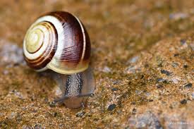 Attēlu rezultāti vaicājumam “Cepaea hortensis”