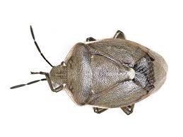 Attēlu rezultāti vaicājumam “Chlorochroa pinicola”