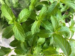 Attēlu rezultāti vaicājumam “Mentha x piperita”