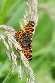 Attēlu rezultāti vaicājumam “Araschnia levana”