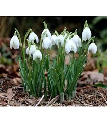 Attēlu rezultāti vaicājumam “Galanthus nivalis”