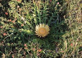 Image result for Silberdistel