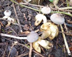 Attēlu rezultāti vaicājumam “Geastrum quadrifidum”