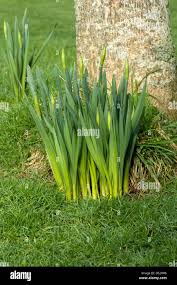 Attēlu rezultāti vaicājumam “Narcissus leaf”