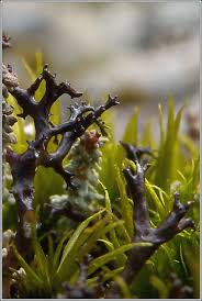 Attēlu rezultāti vaicājumam “Cetraria aculeata”