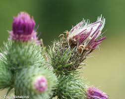 Attēlu rezultāti vaicājumam “Carduus crispus leaf”