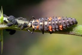 Attēlu rezultāti vaicājumam “Coccinella septempunctata”