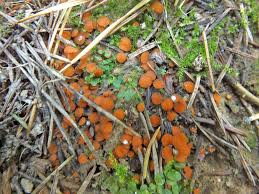 Attēlu rezultāti vaicājumam “Byssonectria fusispora”