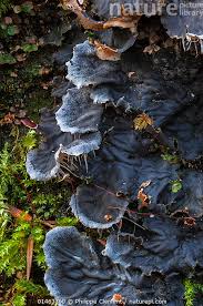 Attēlu rezultāti vaicājumam “Peltigera canina”