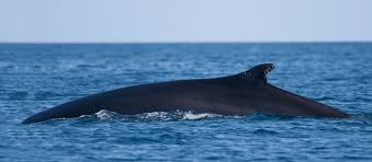 Image result for Balaenoptera physalus